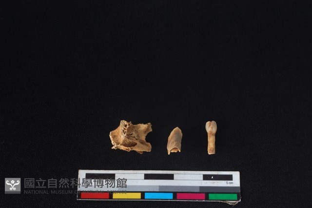 山羌骨藏品圖，第1張