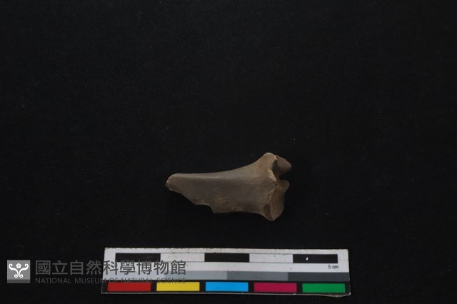 山羌骨藏品圖，第1張