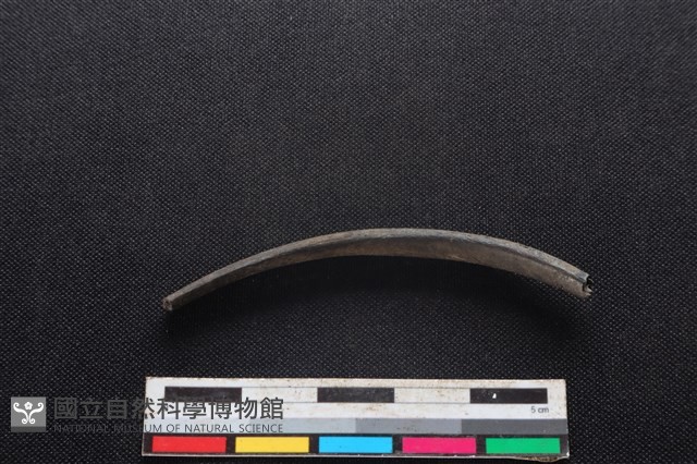 鹿科骨藏品圖，第1張