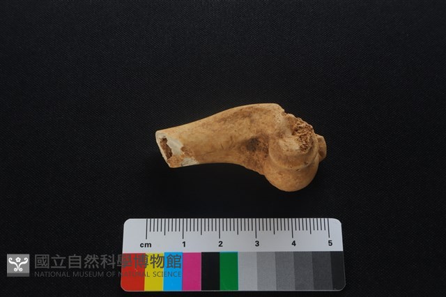 獐骨藏品圖，第1張