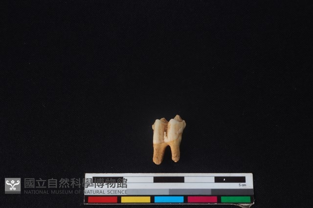 山羌骨藏品圖，第1張