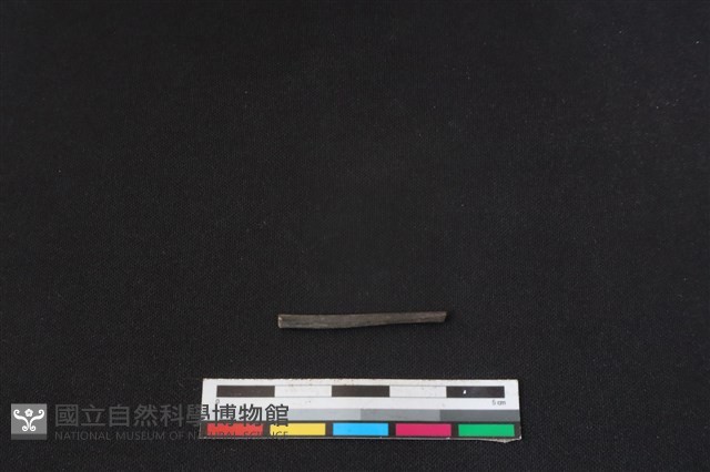 棕蓑貓骨藏品圖，第1張