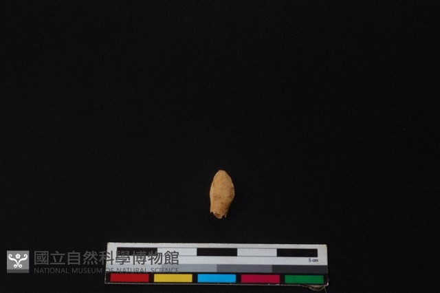 鹿骨藏品圖，第1張