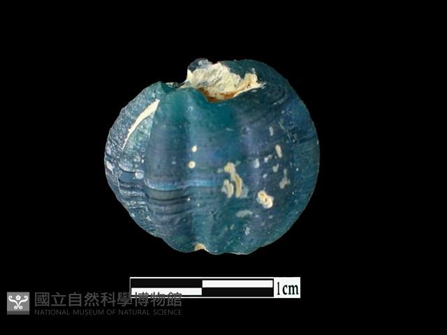 玻璃珠藏品圖，第1張