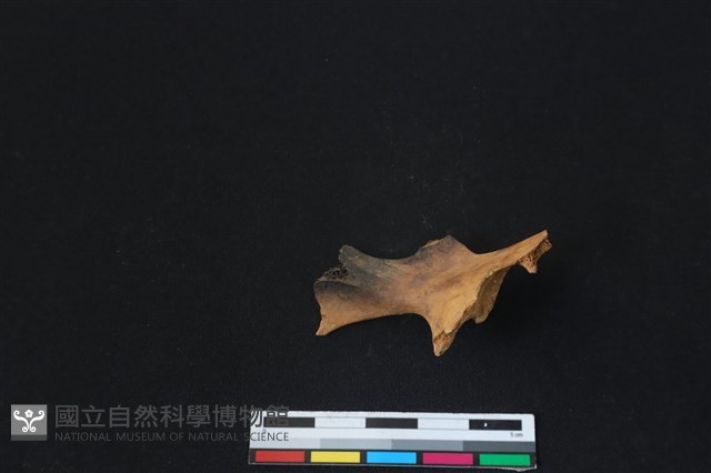 梅花鹿骨藏品圖，第1張