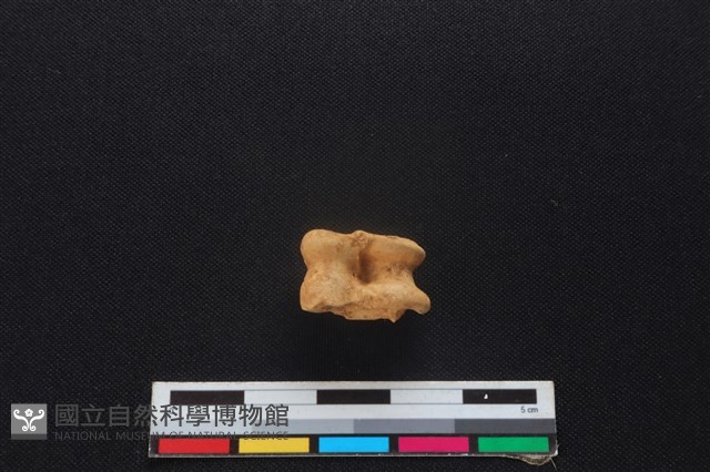 山羌骨藏品圖，第1張