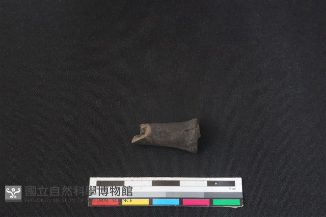 鹿科骨藏品圖，第1張