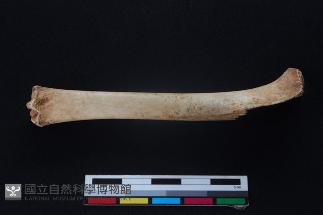 獐骨藏品圖，第1張