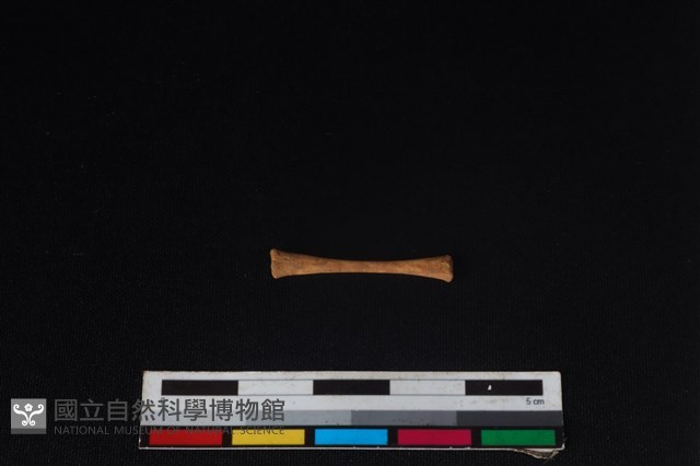 蛙骨藏品圖，第1張