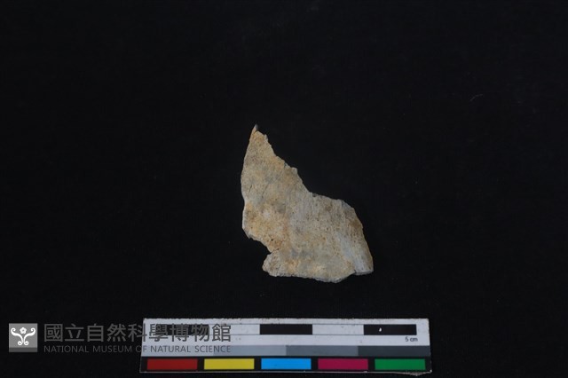 偶蹄目骨藏品圖，第1張