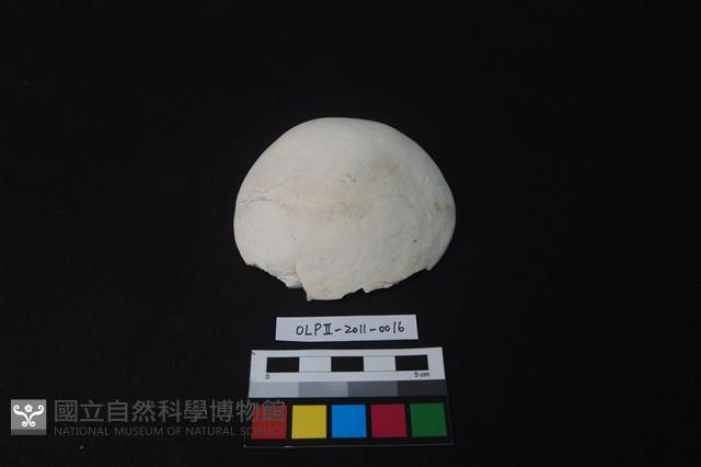 貝刮器藏品圖，第1張
