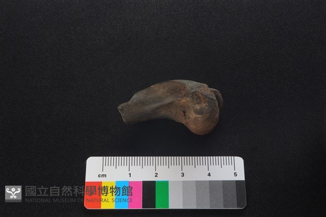 獐骨藏品圖，第1張