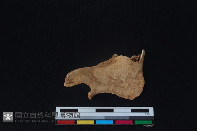 山羌骨藏品圖，第1張