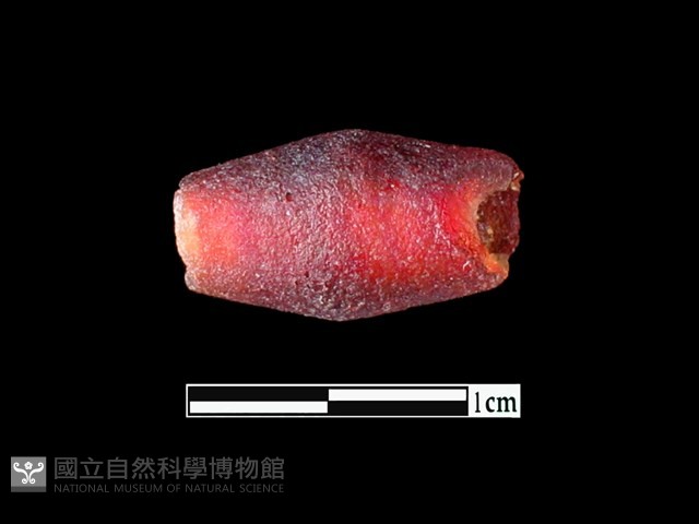 玻璃珠藏品圖，第1張