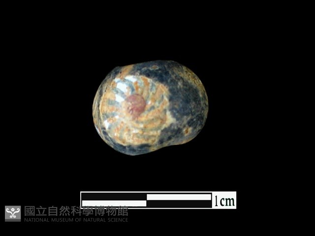玻璃珠藏品圖，第1張