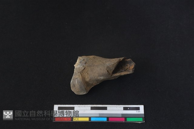 鹿科骨藏品圖，第1張