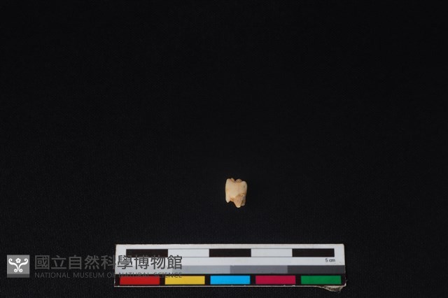 獐骨藏品圖，第1張