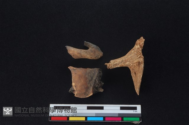 鹿科骨藏品圖，第1張