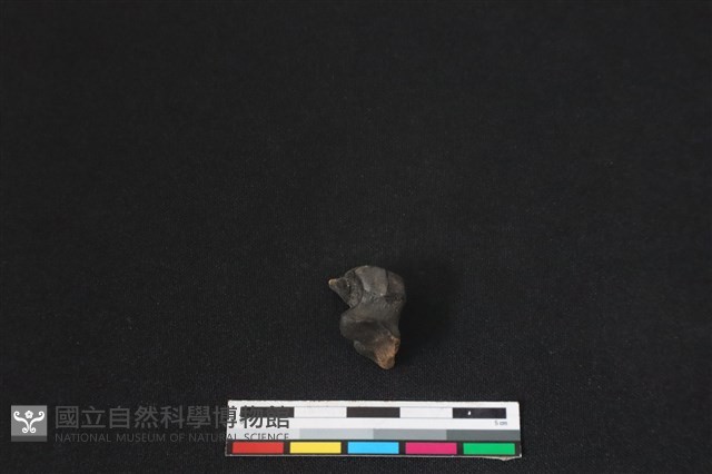 梅花鹿骨藏品圖，第1張