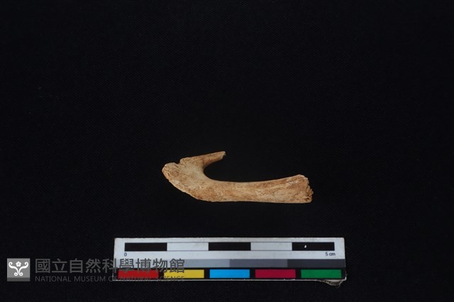 梅花鹿骨藏品圖，第1張