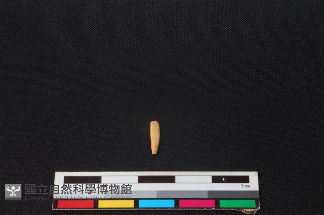 食肉目骨藏品圖，第1張