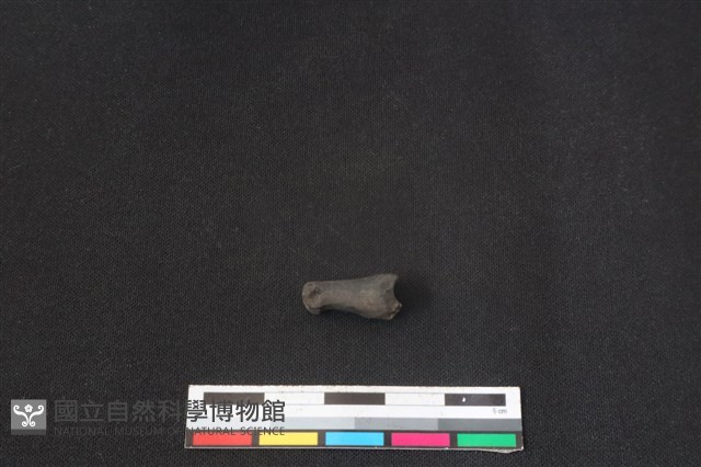 鹿科骨藏品圖，第1張