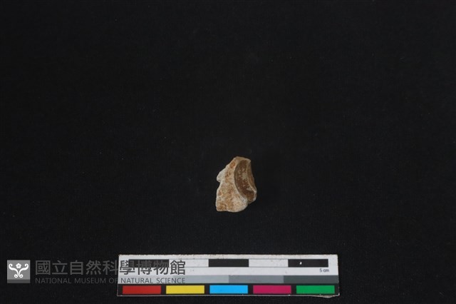 梅花鹿骨藏品圖，第1張