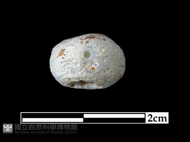 玻璃珠藏品圖，第1張