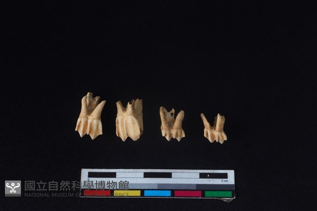 山羌骨藏品圖，第1張