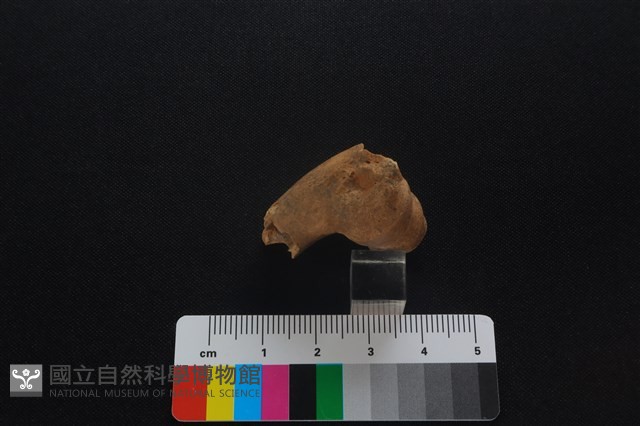 獐骨藏品圖，第1張