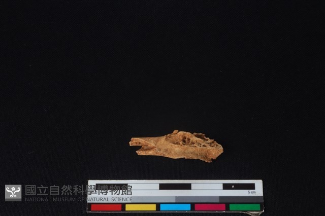山羌骨藏品圖，第1張