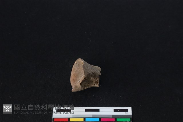 梅花鹿骨藏品圖，第1張