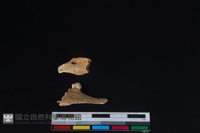 山羌骨藏品圖，第1張