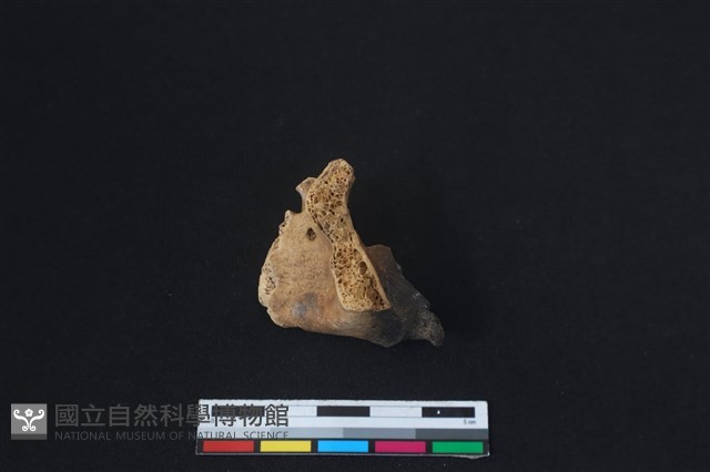 梅花鹿骨藏品圖，第1張
