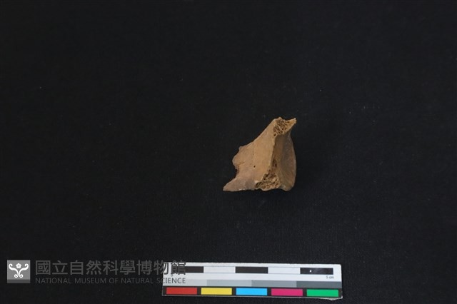 梅花鹿骨藏品圖，第1張