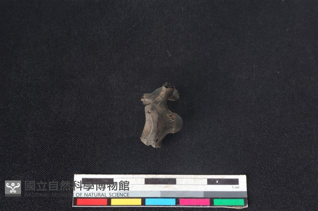 獐骨藏品圖，第1張