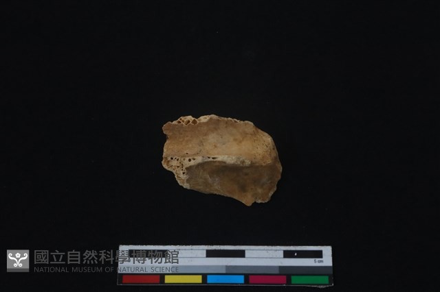 梅花鹿骨藏品圖，第1張