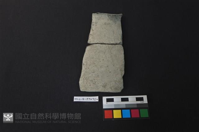 陶片藏品圖，第1張