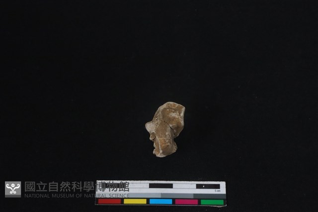 梅花鹿骨藏品圖，第1張