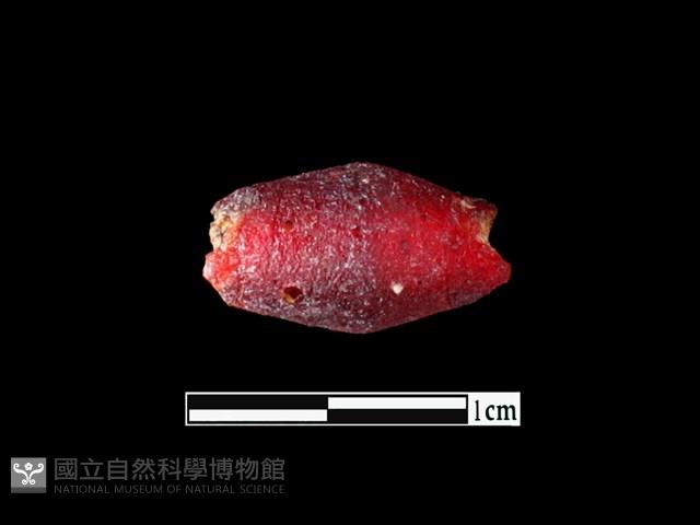 玻璃珠藏品圖，第1張