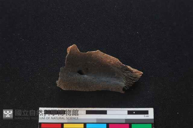 梅花鹿骨藏品圖，第1張