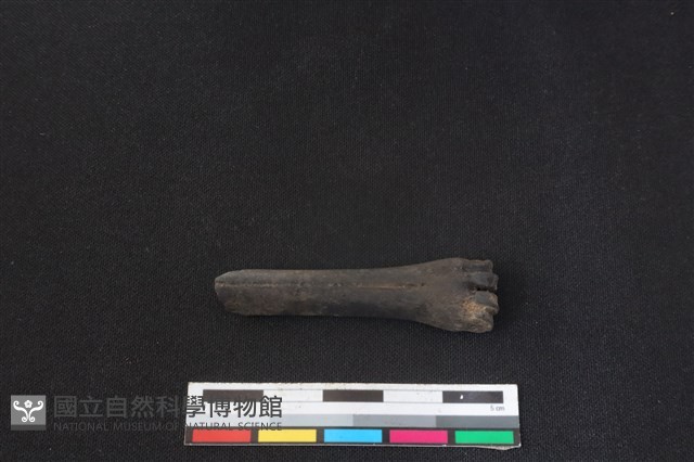 鹿科骨藏品圖，第1張