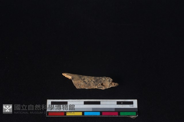 山羌骨藏品圖，第1張