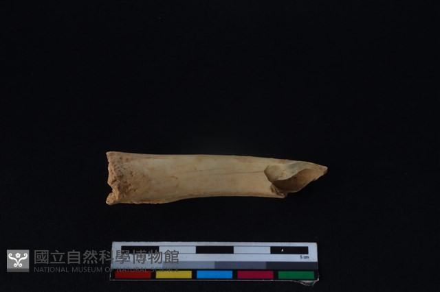 鹿科骨藏品圖，第1張