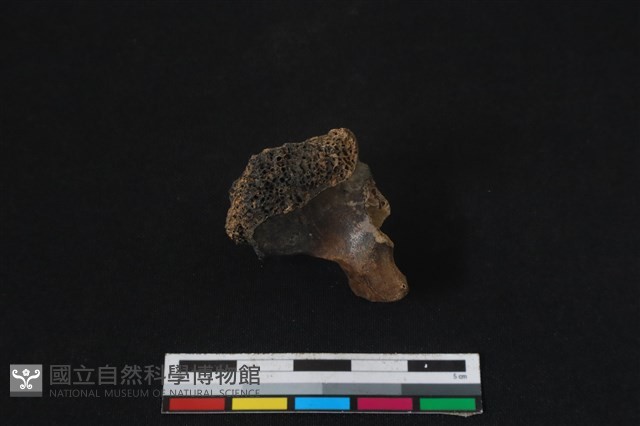 梅花鹿骨藏品圖，第1張