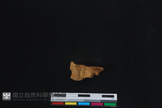 梅花鹿骨藏品圖，第1張
