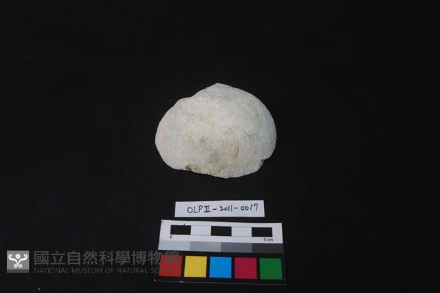 貝刮器藏品圖，第1張