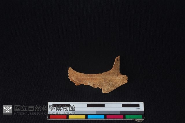 獐骨藏品圖，第1張