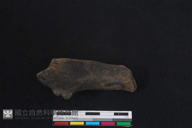 梅花鹿骨藏品圖，第1張