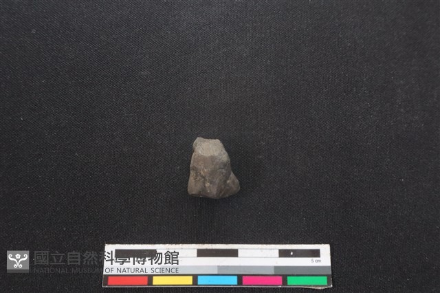 山羌骨藏品圖，第1張